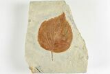 2.9" Fossil Leaf (Davidia) - Montana - #201324-1